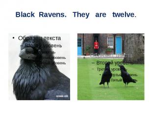 Black Ravens. They are twelve.