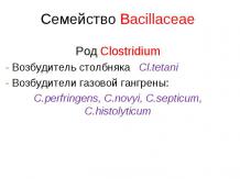 Семейство Bacillaceae