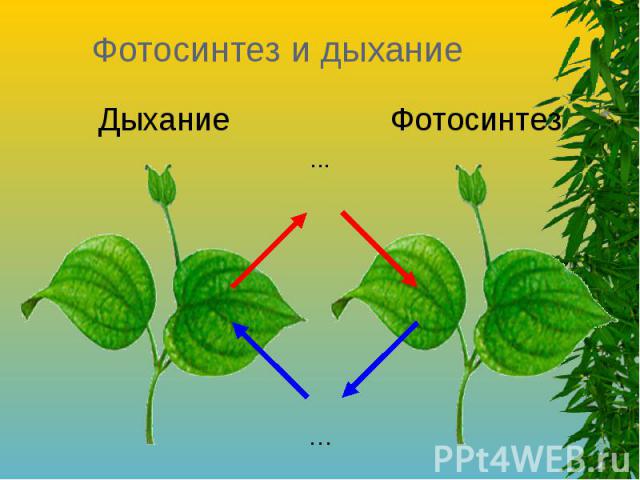 Фотосинтез и дыхание Дыхание Фотосинтез