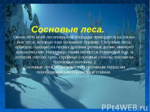 Сосновые леса.Около 40% всей лесопокрытой площади приходится на сосновые леса, к