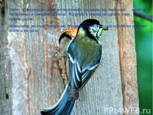 Около 30 видов птиц обитает постоянно. Большинство пернатых живёт в лиственных и