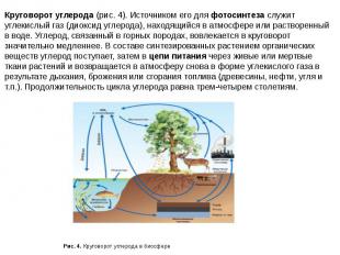 Круговорот углерода (рис. 4). Источником его для фотосинтеза служит углекислый г