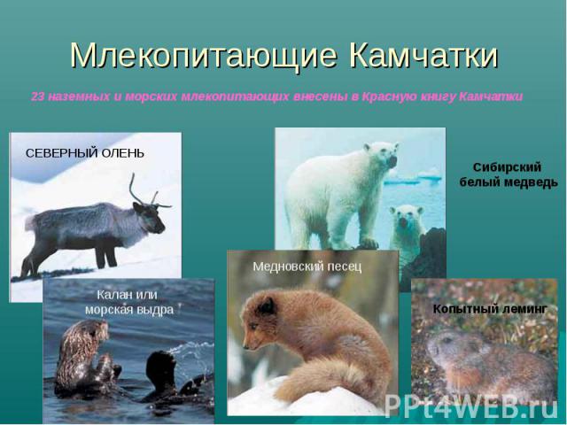 Млекопитающие Камчатки 23 наземных и морских млекопитающих внесены в Красную книгу Камчатки Сибирский белый медведь