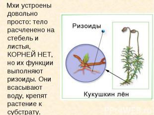 Мхи устроены довольно просто: тело расчленено на стебель и листья, КОРНЕЙ НЕТ, н