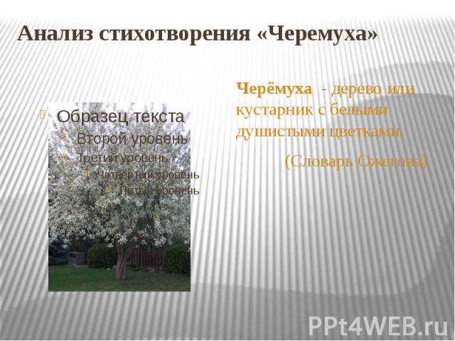 Анализ стихотворения «Черемуха» Черёмуха - дерево или кустарник с белыми душистыми цветками. (Словарь Ожегова)