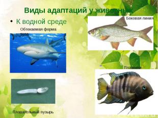 Виды адаптаций у животныхК водной среде