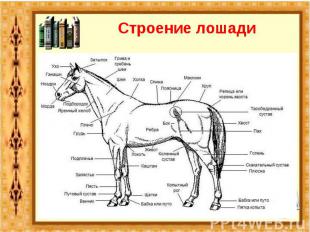 Строение лошади