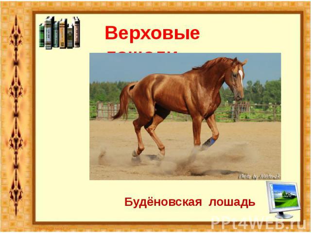 Верховые лошади Будёновская лошадь