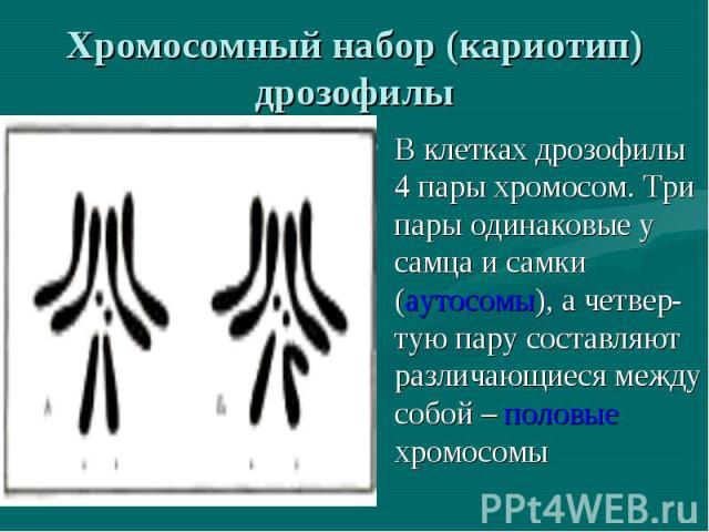 Хромосомный набор (кариотип) дрозофилы В клетках дрозофилы 4 пары хромосом. Три пары одинаковые у самца и самки (аутосомы), а четвер-тую пару составляют различающиеся между собой – половые хромосомы