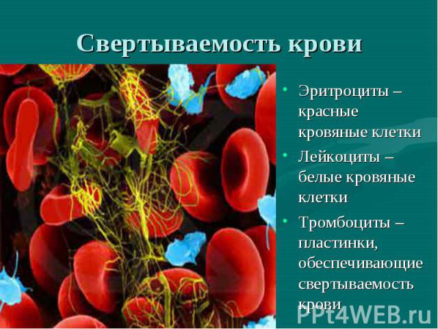 Свертываемость крови Эритроциты –красные кровяные клеткиЛейкоциты – белые кровяные клеткиТромбоциты – пластинки, обеспечивающие свертываемость крови