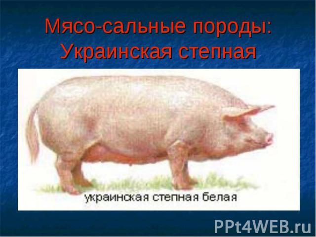 Мясо-сальные породы:Украинская степная