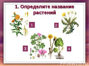 1. Определите название растений