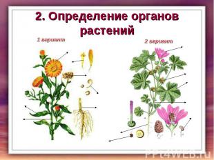 2. Определение органов растений