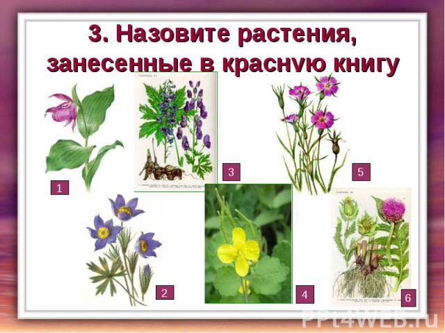 3. Назовите растения, занесенные в красную книгу