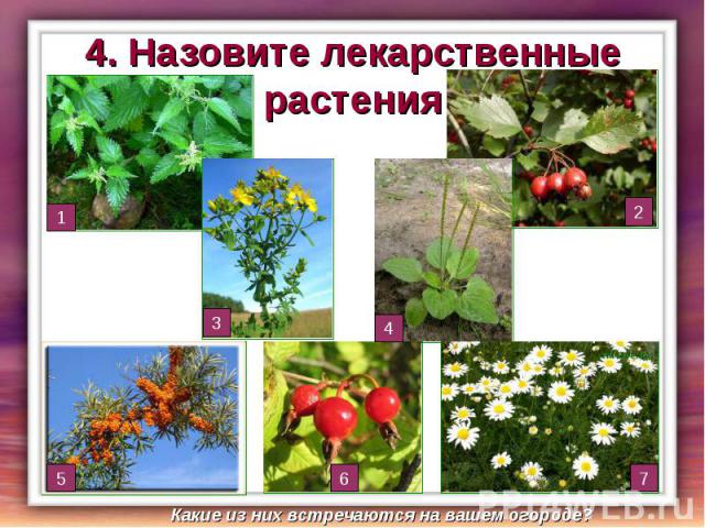 4. Назовите лекарственные растения