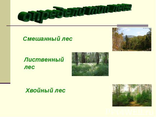 определи тип леса Смешанный лес Лиственный лес Хвойный лес
