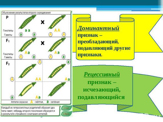 Доминантный признак – преобладающий,подавляющий другие признаки. Рецессивныйпризнак – исчезающий, подавляющийся