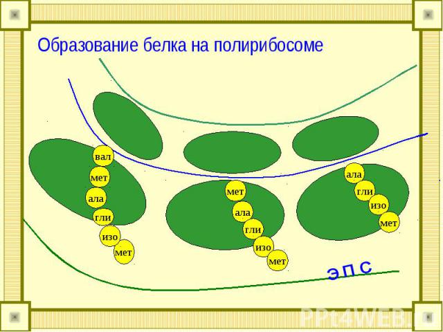 Образование белка на полирибосоме