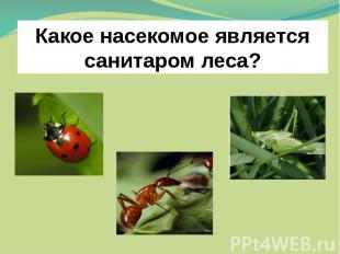 Какое насекомое является санитаром леса?