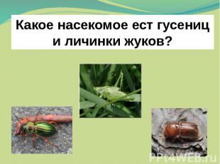 Какое насекомое ест гусениц и личинки жуков?