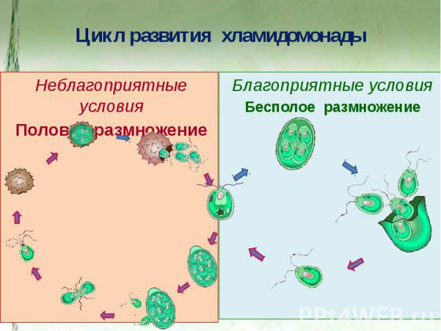 Цикл развития хламидомонады Неблагоприятные условияПоловое размножение Благоприятные условияБесполое размножение