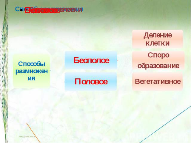 Способы размноженияБесполоеДеление клеткиСпорообразованиеВегетативноеПоловое