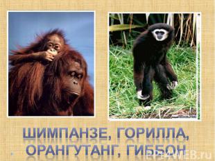 Шимпанзе, горилла, орангутанг, гиббон