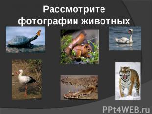 Рассмотрите фотографии животных