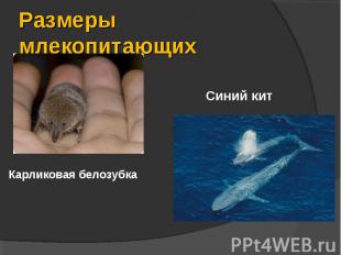 Размеры млекопитающих Карликовая белозубка Синий кит