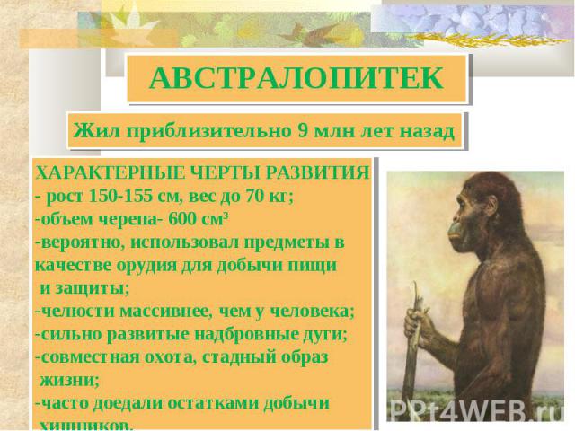 АВСТРАЛОПИТЕК Жил приблизительно 9 млн лет назад ХАРАКТЕРНЫЕ ЧЕРТЫ РАЗВИТИЯ- рост 150-155 см, вес до 70 кг;объем черепа- 600 см3вероятно, использовал предметы вкачестве орудия для добычи пищи и защиты;челюсти массивнее, чем у человека;сильно развиты…