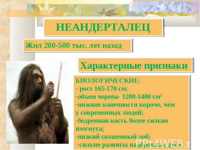 НЕАНДЕРТАЛЕЦ Жил 200-500 тыс. лет назад Характерные признаки БИОЛОГИЧЕСКИЕ:- рост 165-170 см;объем черепа- 1200-1400 см3нижние конечности короче, чем у современных людей;бедренная кость более сильно изогнута;низкий скошенный лоб; -сильно развиты над…