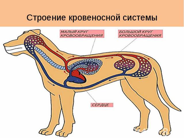 Строение кровеносной системы