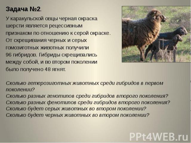 Задача №2.У каракульской овцы черная окраска шерсти является рецессивным признаком по отношению к серой окраске. От скрещивания черных и серых гомозиготных животных получили 96 гибридов. Гибриды скрещивались между собой, и во втором поколении было п…