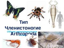 Тип Членистоногие Arthropoda. Общая характеристика типа