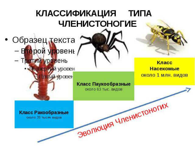 КЛАССИФИКАЦИЯ ТИПА ЧЛЕНИСТОНОГИЕ Класс Ракообразныеоколо 35 тысяч видов Класс Паукообразныеоколо 63 тыс. видов КлассНасекомыеоколо 1 млн. видов Эволюция Членистоногих