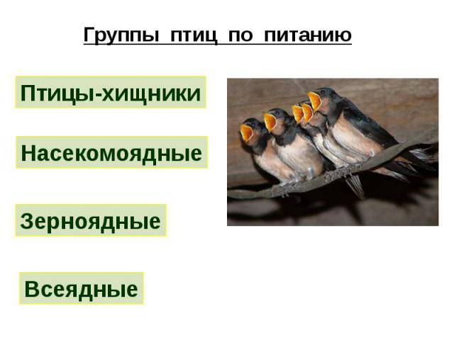 Группы птиц по питанию