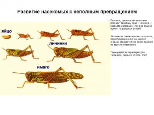 Развитие насекомых с неполным превращением Развитие, при котором насекомое прохо