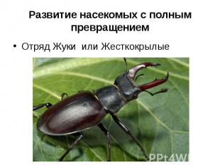 Развитие насекомых с полным превращениемОтряд Жуки или Жесткокрылые