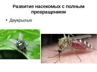 Развитие насекомых с полным превращениемДвукрылые