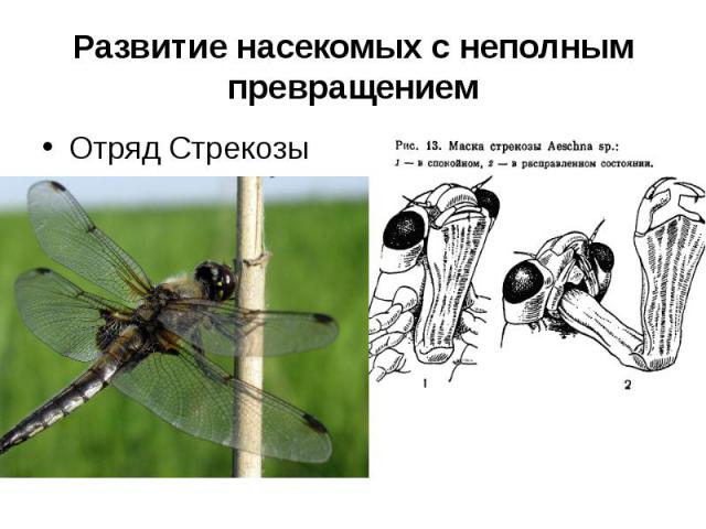 Развитие насекомых с неполным превращениемОтряд Стрекозы
