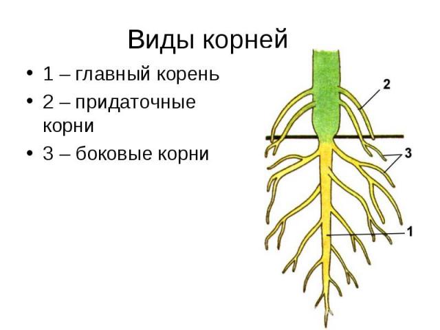 Виды корней 1 – главный корень2 – придаточные корни3 – боковые корни