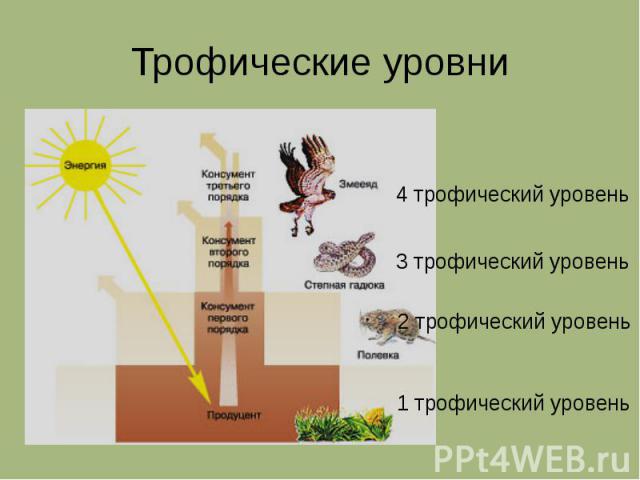 Стрелками на рисунке указано на всех показателей численности биомассы энергии с трофического уровня