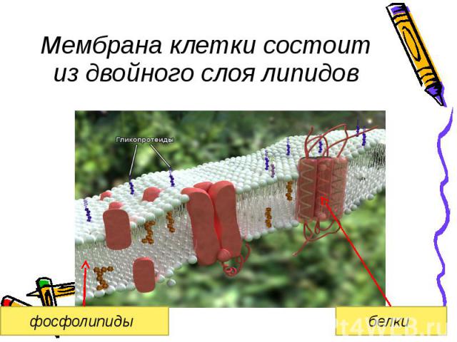 Мембрана клетки состоит из двойного слоя липидов