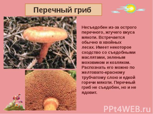 Перечный гриб Несъедобен из-за острого перечного, жгучего вкусамякоти. Встречается обычно в хвойных лесах. Имеет некотороесходство со съедобными маслятами, зеленым моховиком и козляком. Распознать его можно пожелтовато-красному трубчатому слою и едк…