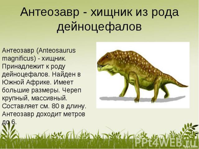 Антеозавр - хищник из рода дейноцефалов Антеозавр (Anteosaurus magnificus) - хищник. Принадлежит к роду дейноцефалов. Найден в Южной Африке. Имеет большие размеры. Череп крупный, массивный. Составляет см. 80 в длину. Антеозавр доходит метров до 6.