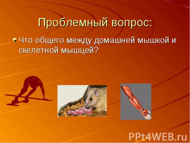 Проблемный вопрос:Что общего между домашней мышкой и скелетной мышцей?