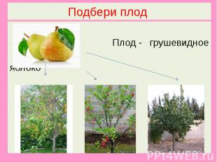 Подбери плод Плод - грушевидное яблоко