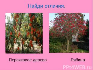 Найди отличия. Персиковое дерево Рябина