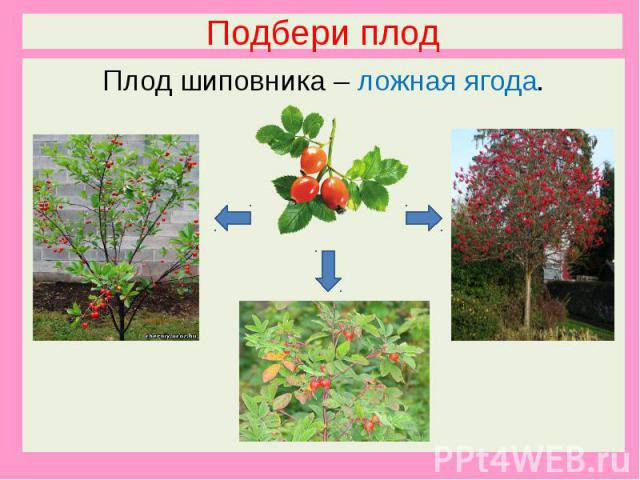 Подбери плодПлод шиповника – ложная ягода.