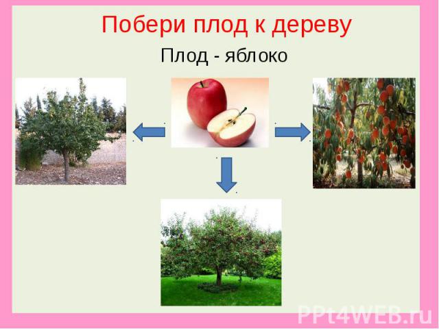 Побери плод к дереву Плод - яблоко